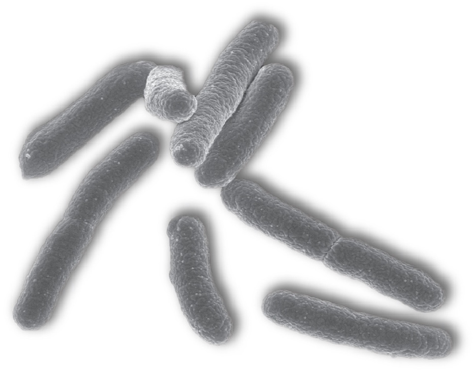 Escherichia coli K12 MG1655 in PaxDb